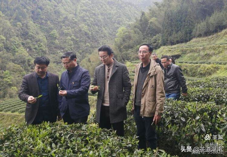 湖南月光茶业有限公司获授“中国绿色无公害健康产品”证书