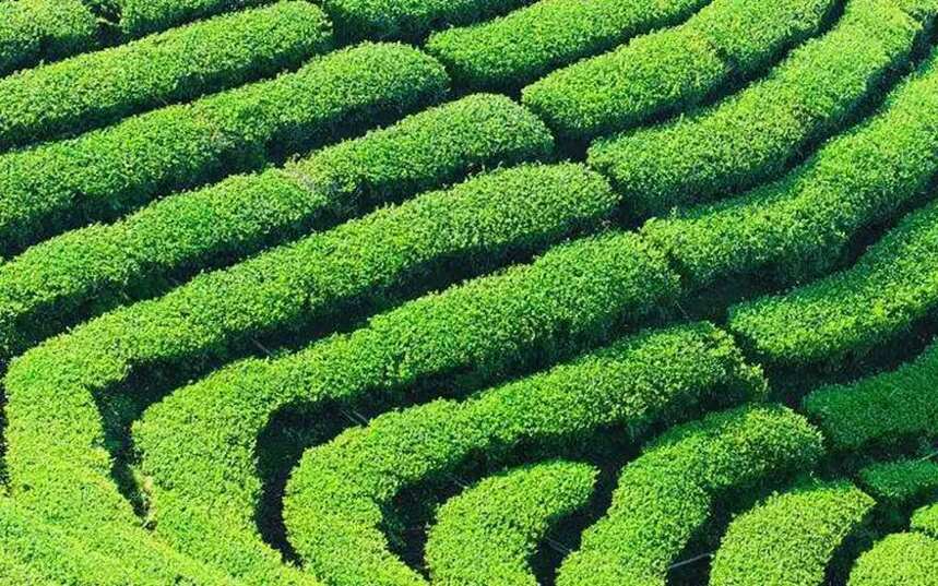 怎么分辨栽培型与野生茶？