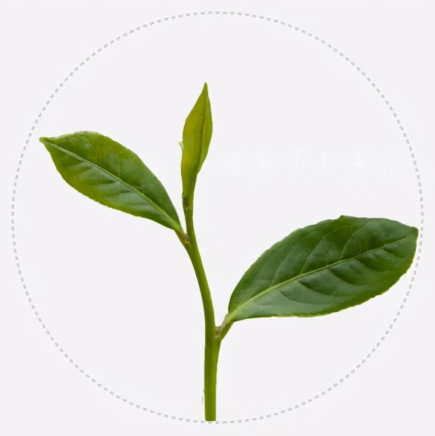 关于茶 茶叶 茶树的属性与特征 记住了才会识茶知茶