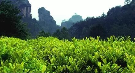 感悟 | 为什么叫“武夷岩茶”呢？