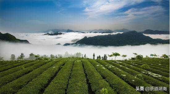 为“湖南红茶”而歌 为千亿湘茶而颂