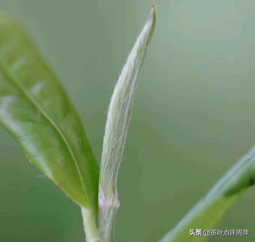 2021荒野牡丹王：兰花香为主，淡淡的青苔味散落四周