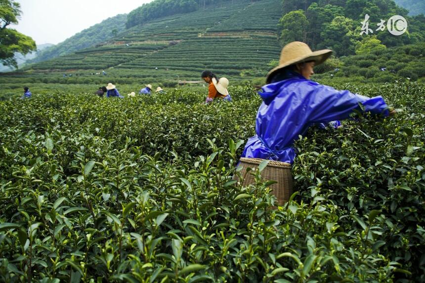 中国四大产茶区分别有什么茶？