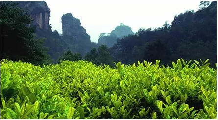 茶文化|武夷岩茶与朝代的那些事儿