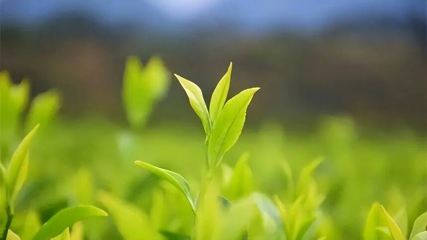 青茶 | 广东乌龙 --- 凤凰单丛的名称分类 香高味长沁润喉