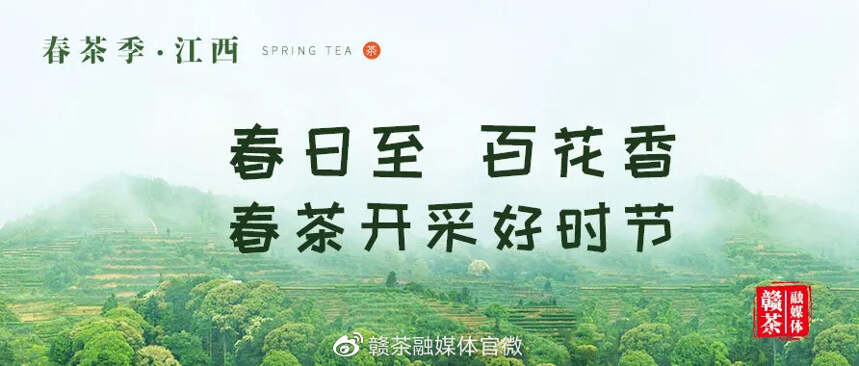 春茶季 | 春日至 百花香 春茶开采好时节（三）