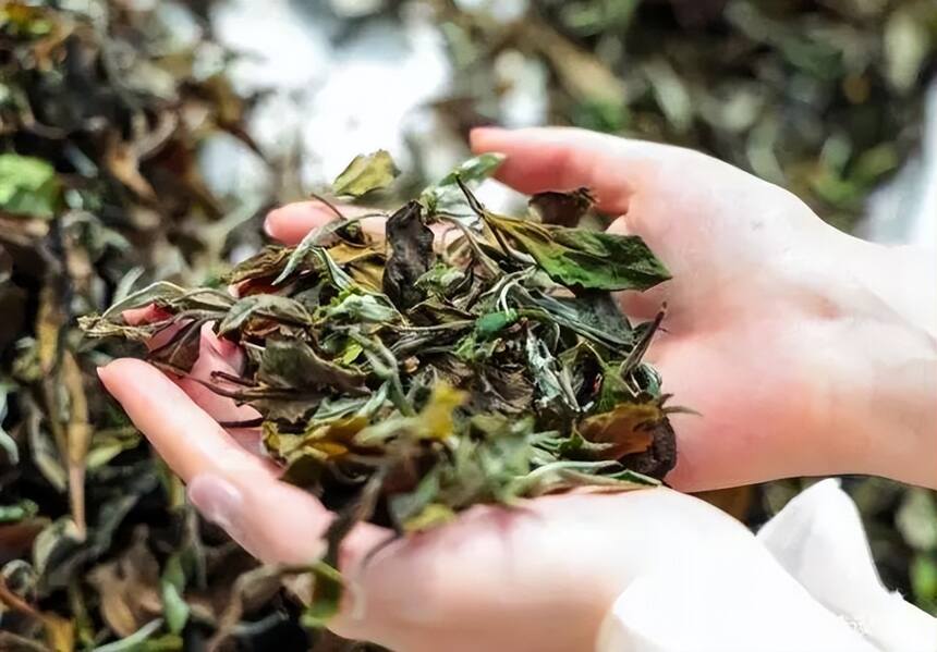 青茶 | 闽北乌龙 --- 武夷岩茶之分类辩茶 品具岩骨花香之胜