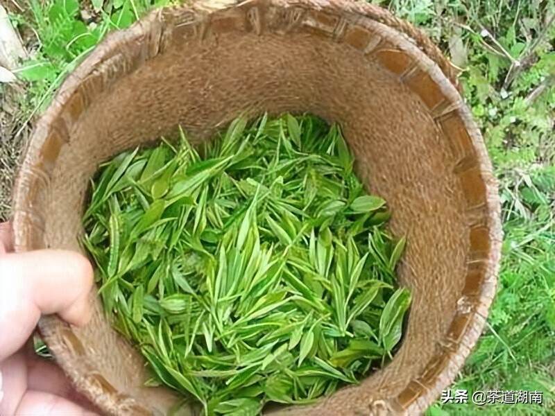 绿水青山出好茶——古丈县茶产业探秘·品质篇