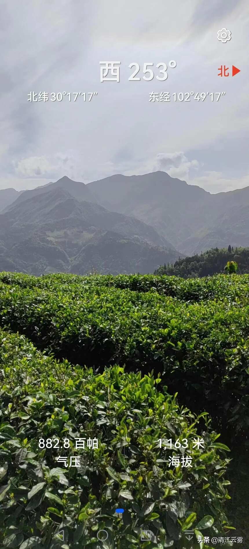 高山安吉白茶：形如兰穗、色泽翠绿、凤形羽片之美