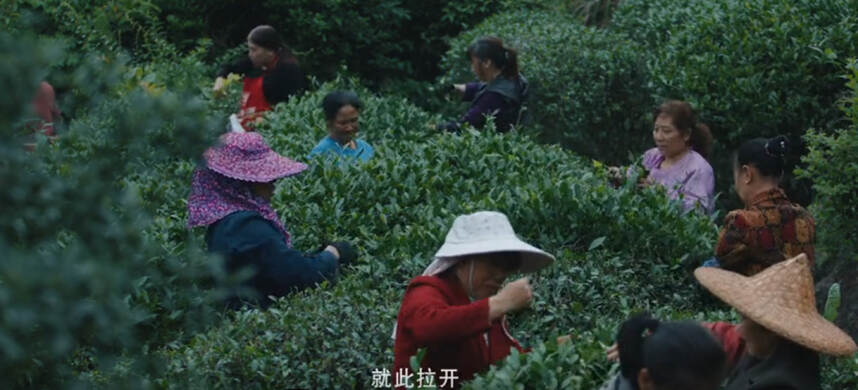 茶文化纪实片展播 |《规·矩 武夷茶》2019让世界分享武夷茶