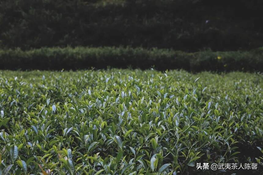 春茶临近，武夷岩茶是如何采摘的你知道吗？