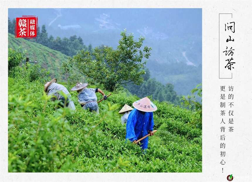 李韦荣：成就千亩茶山的“芳华”