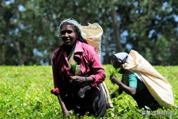 从斯里兰卡分期付茶“还债”，看中国茶种在世界的传播