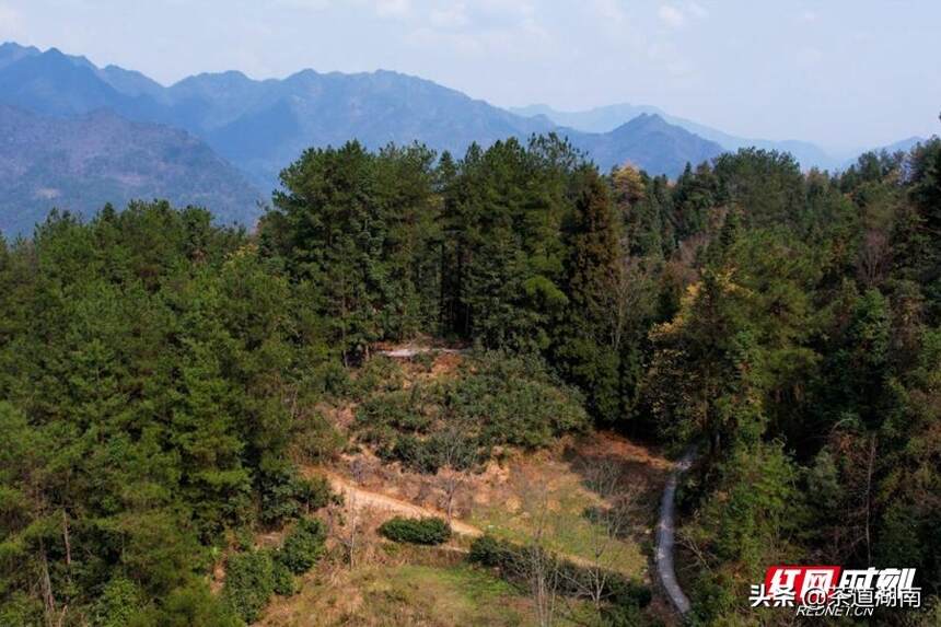 古丈县酉水流域：野生古树茶资源保护性开发