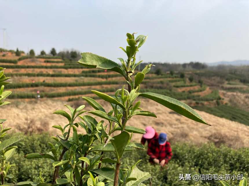 最近信阳主产区茶叶还没全面开采上市，为啥光山县茶叶少量上市？