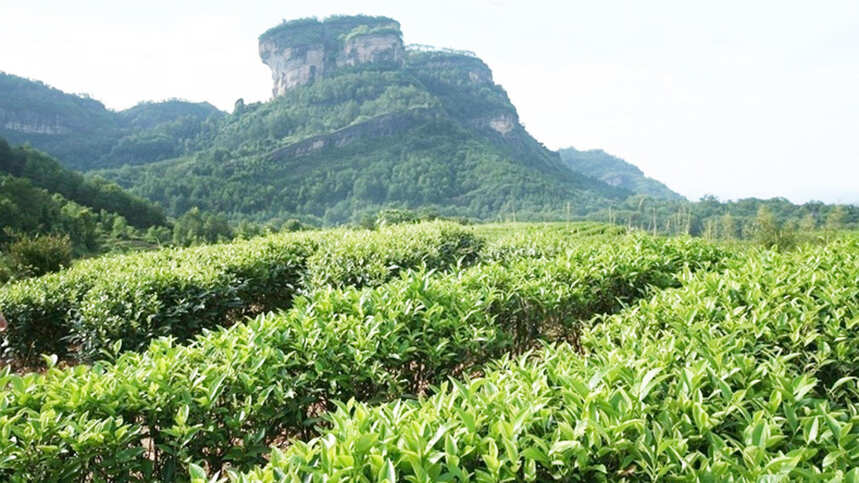世界红茶的鼻祖正山小种要什么泡才更好喝？