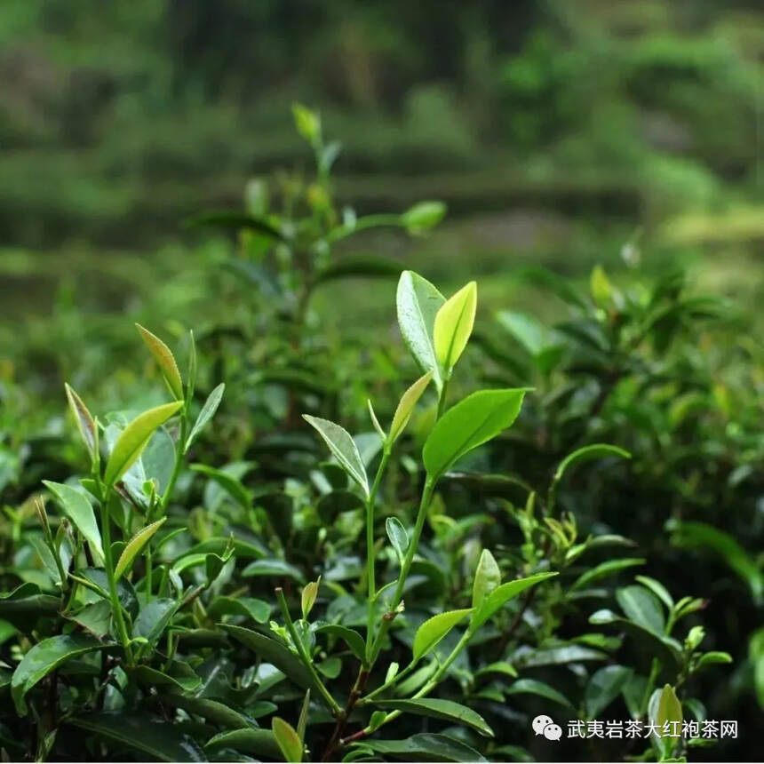 高香岩茶金牡丹，寓意美好茶更香。#茶 #茶知识