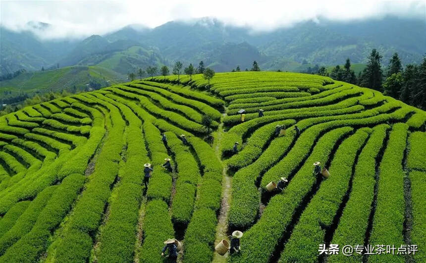 岩茶｜高山生态产茶带