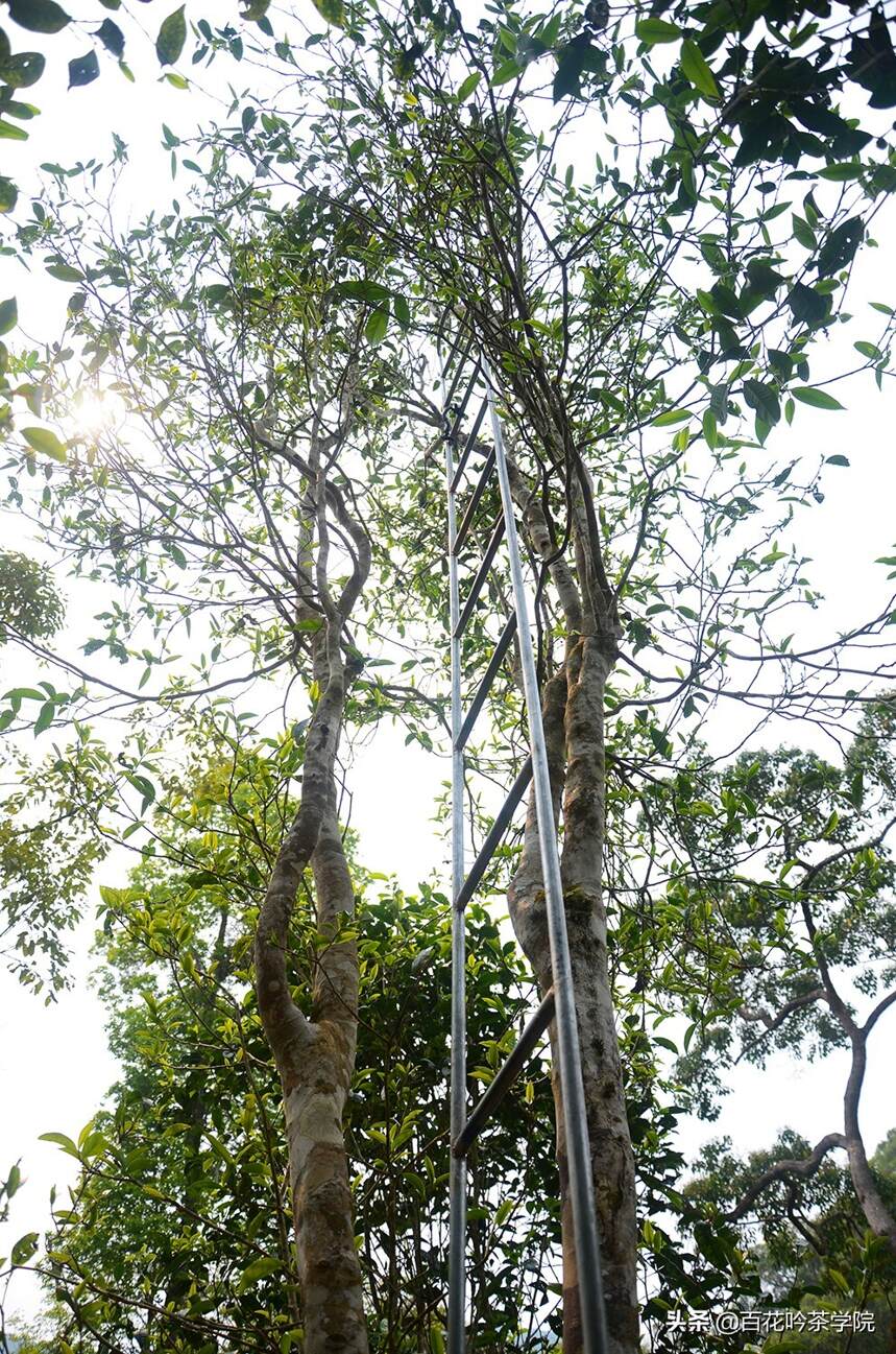 关于普洱茶高杆古茶树，你了解多少？
