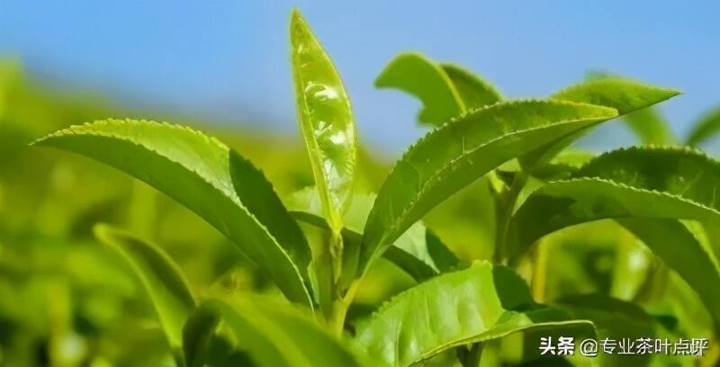 红乌龙：青茶摇青和红茶发酵的结合是怎样的？