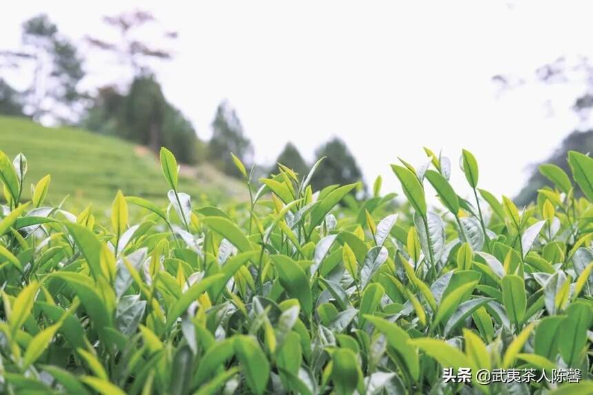 春茶临近，武夷岩茶是如何采摘的你知道吗？