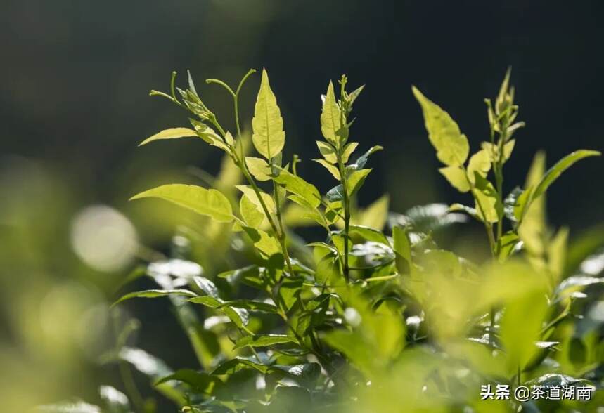 王少甫：要把莓茶做成湘西茶产业一张闪亮的“新名片”