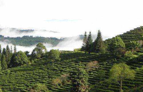 云南普洱茶区按山头分为3大茶区和25个小茶区，你知道多少？