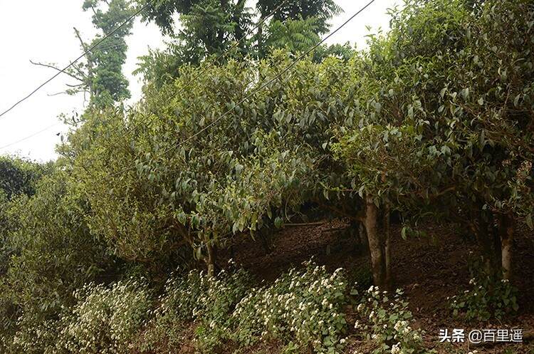 百里遥《2020头春布朗山》∣甜茶树种，茶味厚重，高甜度
