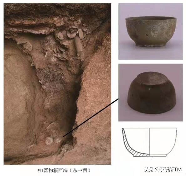 2400多年前的茶渣长什么样？