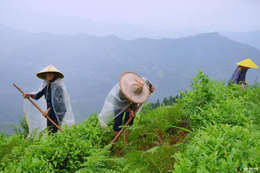 李韦荣：成就千亩茶山的“芳华”