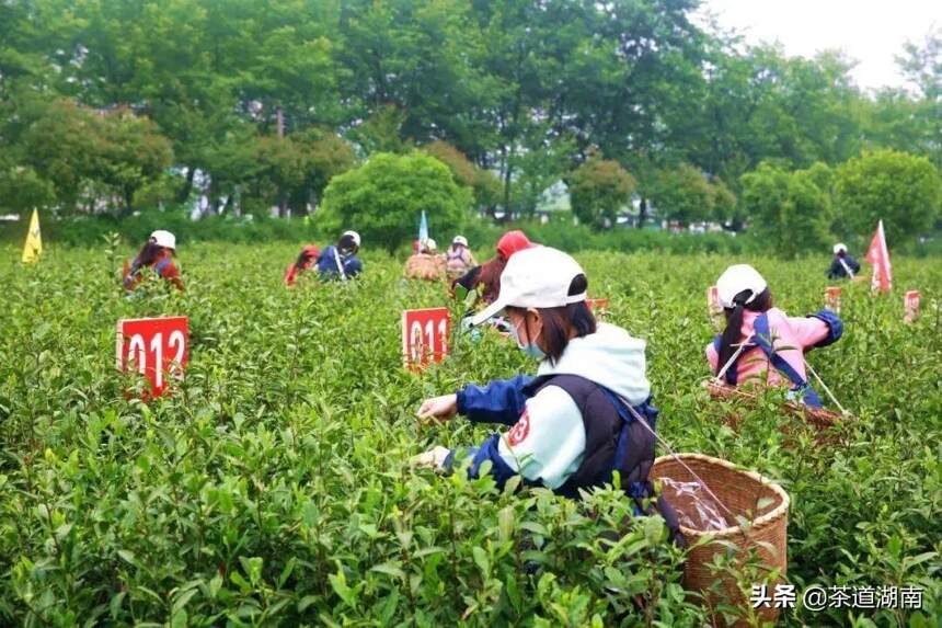 湖南·沩山第四届茶旅文化节采茶比赛开幕