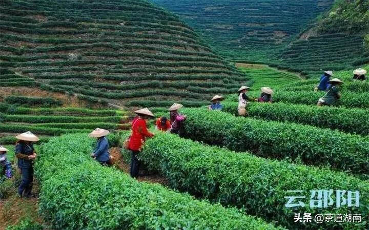让茶叶成为乡村振兴的致富“黄金叶”——访邵阳市人大代表肖冬红
