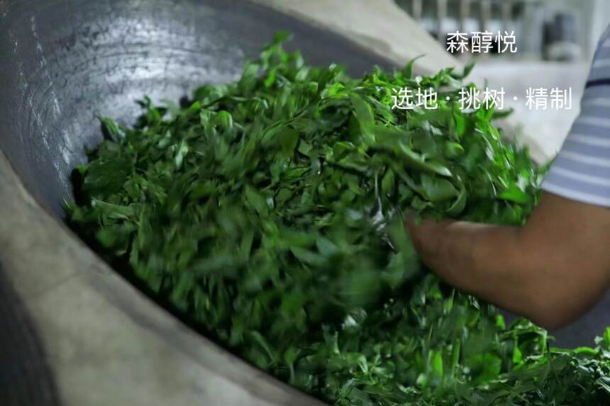 普洱茶“制前发酵”工艺都有哪些？