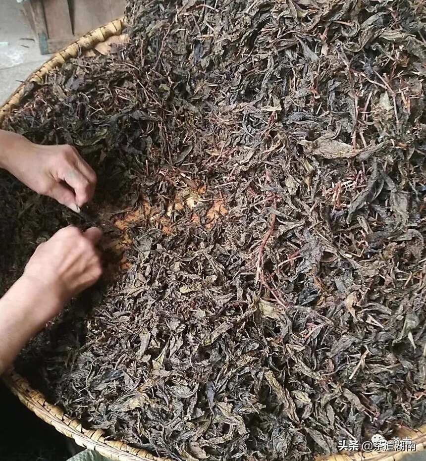 制茶世家的品质追求——访安化永泰福茶号李胜夫
