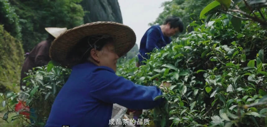 茶文化纪实片展播 |《规·矩 武夷茶》2019让世界分享武夷茶