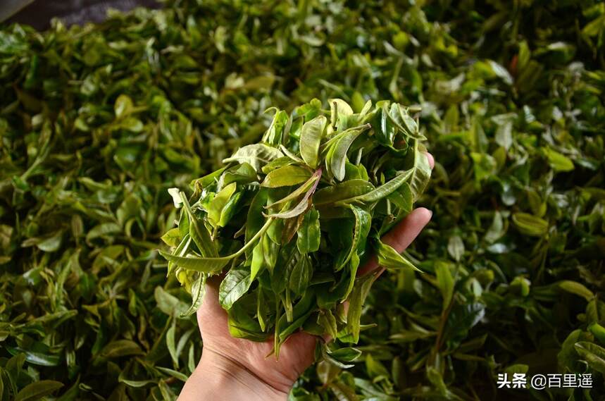 又是一年春茶季，云南最美普洱茶山，你去过几个？