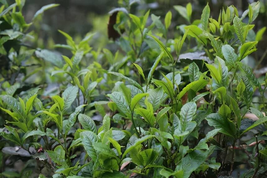 影响茶叶品质的因素有哪些？茶叶有哪些特异性？