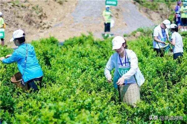 张家界：发展莓茶产业，助力乡村振兴