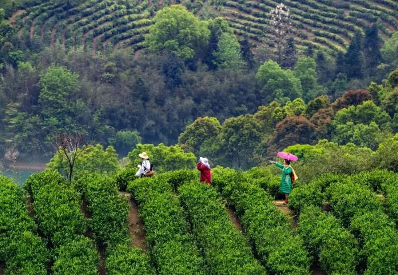 赣茶·寻茶记 |“绿丰”茶业领潮而行 用情用力富乡民