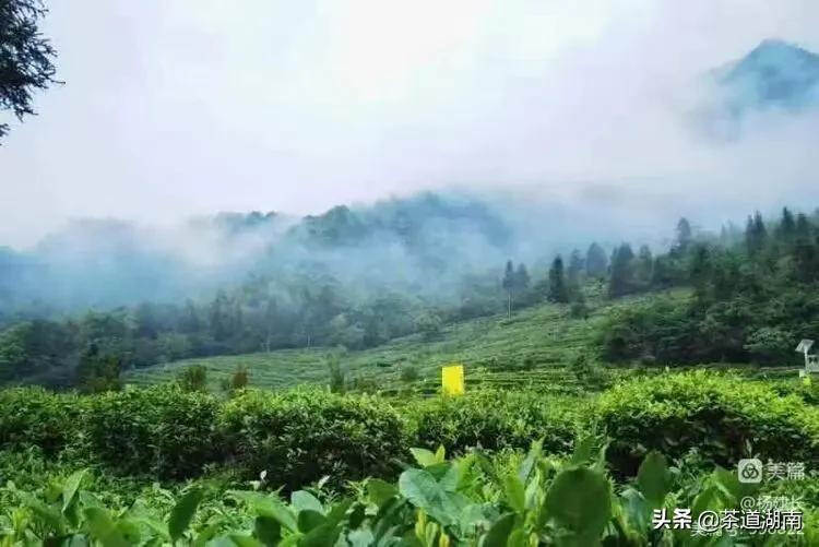 娄底市茶业协会获评2021年湖南省千亿茶产业建设先进单位