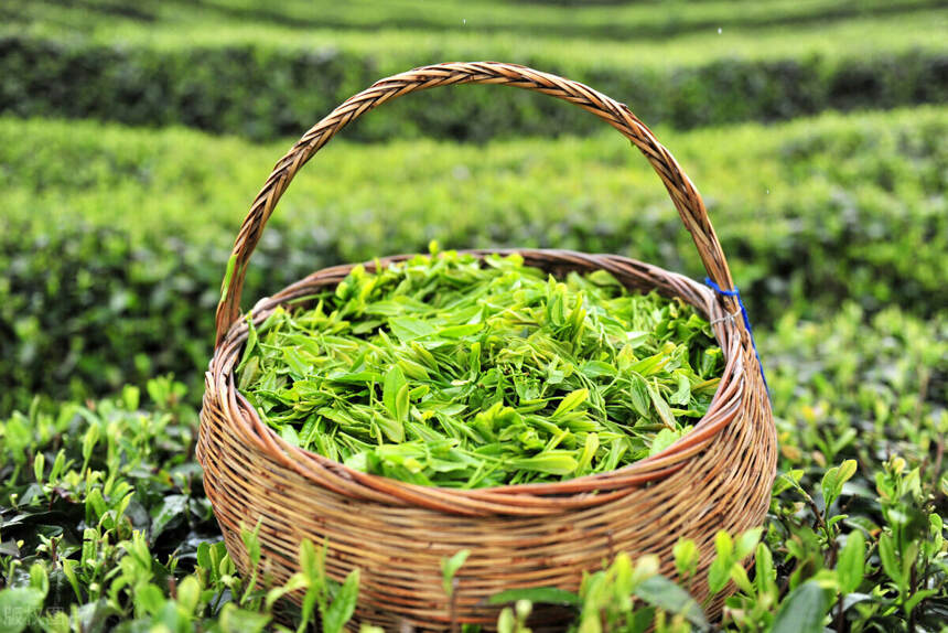 单丛茶的由来，这株茶树不一般，单枞茶