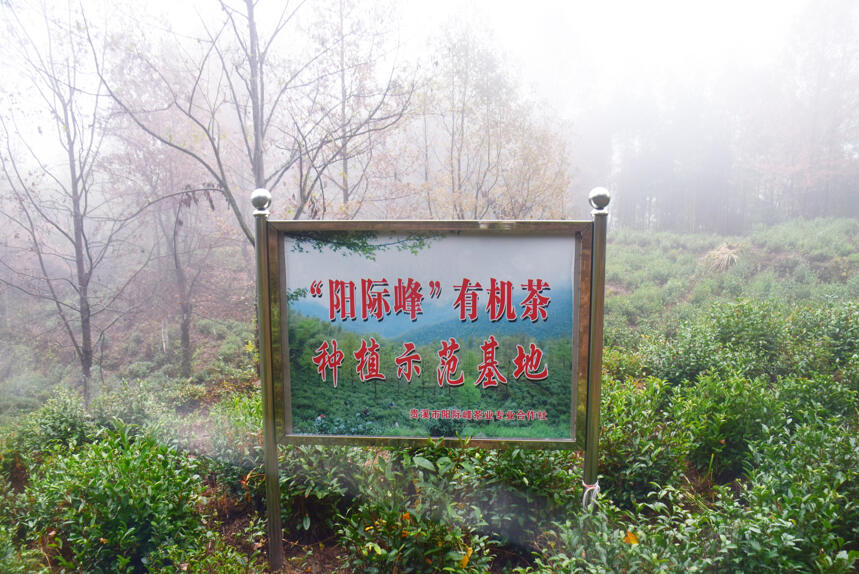 “阳际峰”茶 章高友：“道”香深处，隐于山林