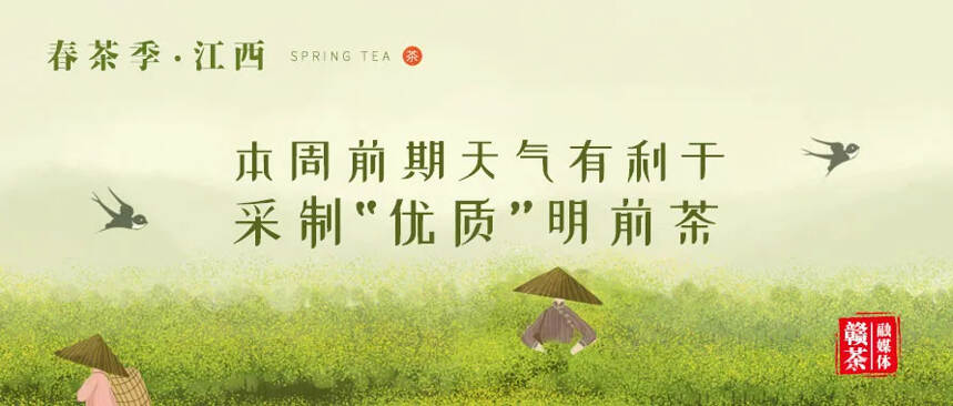 春茶季 | 本周前期天气有利于采制“优质”明前茶（四）