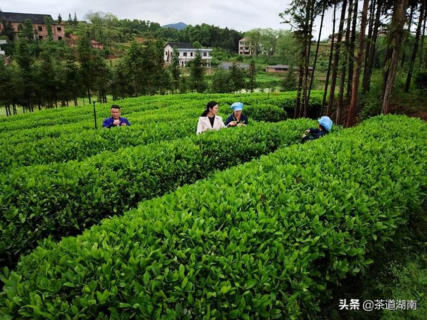 省农科院科技赋能 保靖黄金茶轻简化采茶研究取得进展