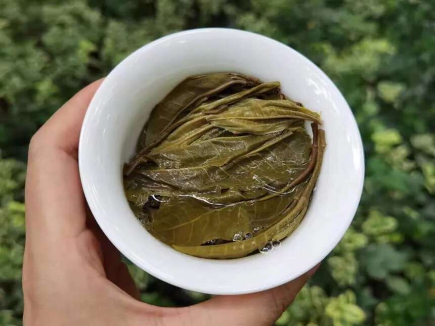 以润茶识 | 工艺相似，为什么普洱茶能“越陈越香”，绿茶却不能？