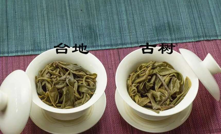 以润茶识 | 普洱古树茶与台地茶有何区别？