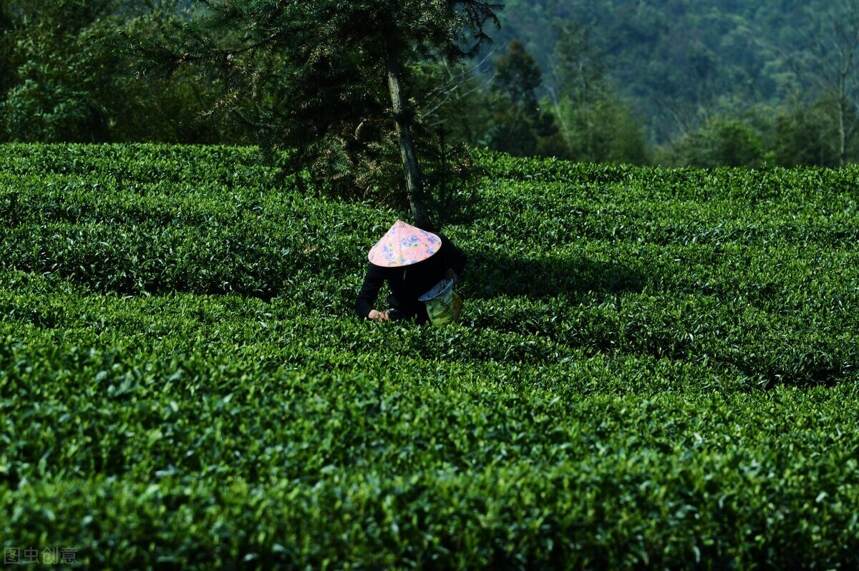 若说品茶，苏东坡算得上是品茶美学意境的最高体现