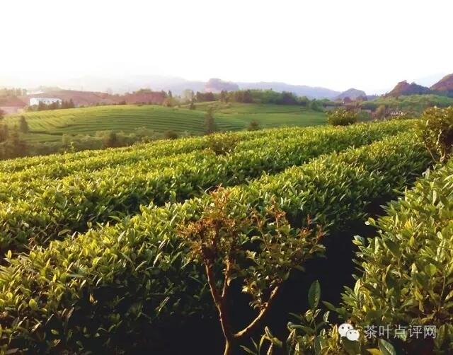 陈宗懋院士：我国茶产业面临的机遇与挑战