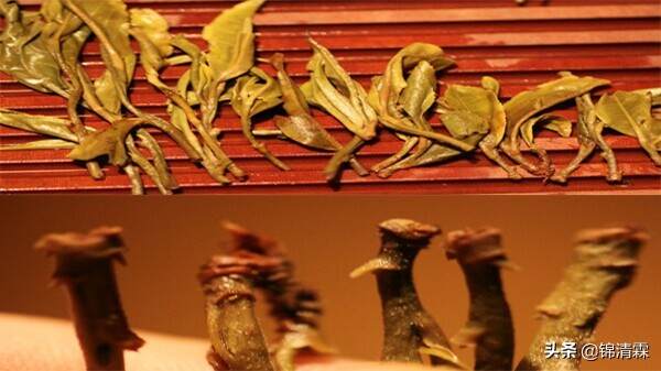 怎么鉴别古树茶，这些知识才靠谱，建议收藏和转发
