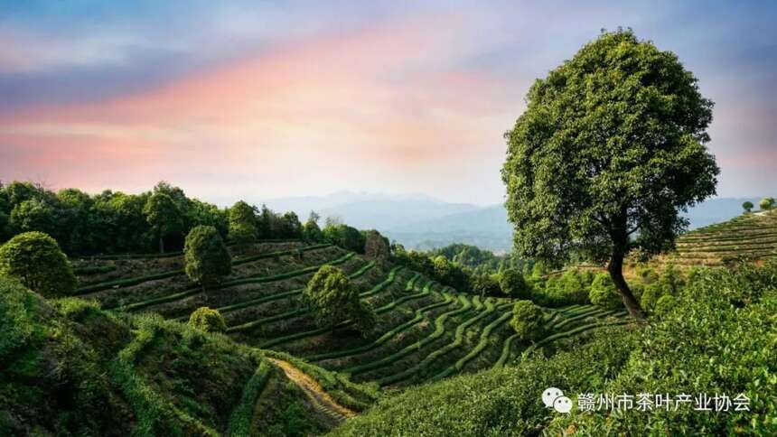 赣州茶协：寻计问策图破壁 首位产业再发力